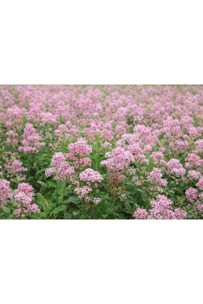 Цеанотус Перл Роуз